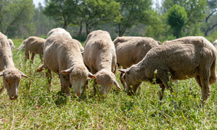 Sheep and Goat Blog Image